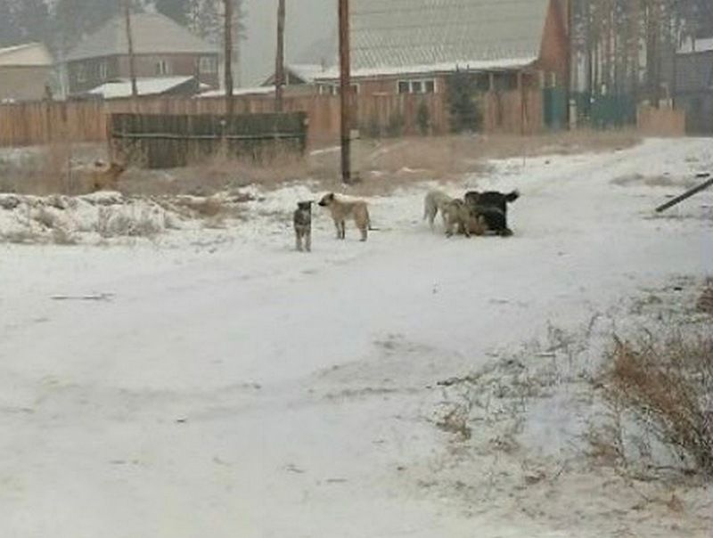 Кот и пес улан удэ. Собаки загрызли в Забайкалье девочку бродячие. Стая бродячих собак в Улан-Удэ. Забайкальский край девочку загрызла стая собак. Нападение собак в Улан-Удэ.