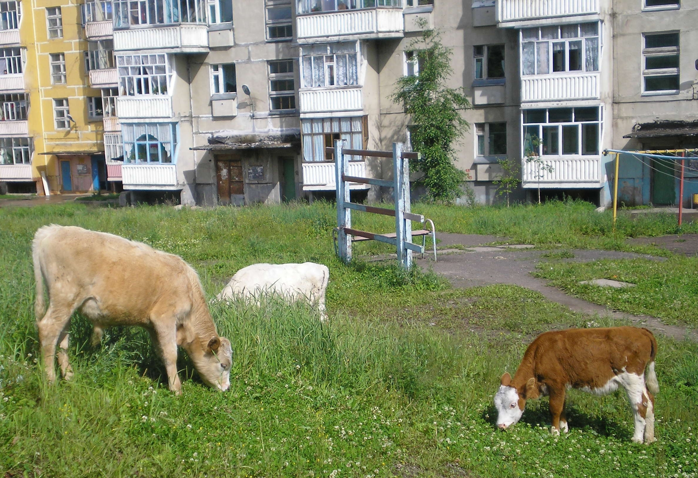 корова во дворе на столе