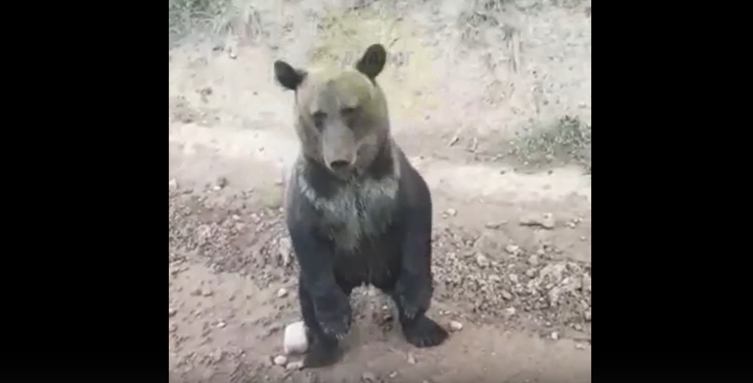 Медведи в Иркутской области