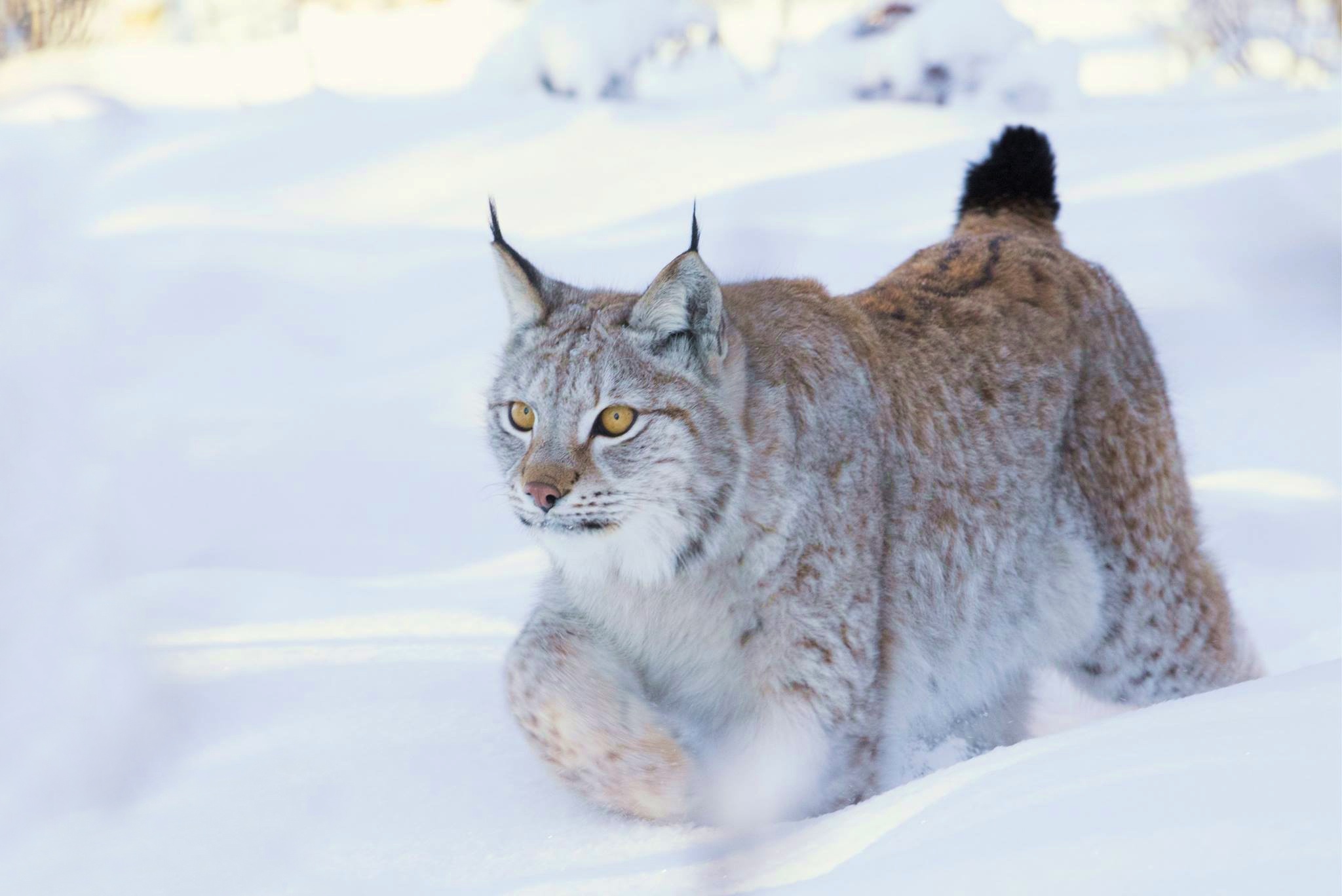 Синяя рысь. Канадская Рысь Бобкэт. Евроазиатская Рысь. Рысь - Lynx Lynx (Linnaeus, 1758). Полярная Рысь.